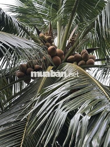 950tr/1000m2 BÁN ĐẤT VƯỜN DỪA – Ô TÔ VÀO TẬN NƠI xã Phú Kiết Chợ Gạo