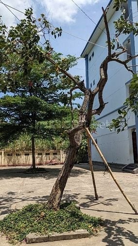 TUYỂN NHÂN VIÊN CHĂM SÓC CÂY CẢNH