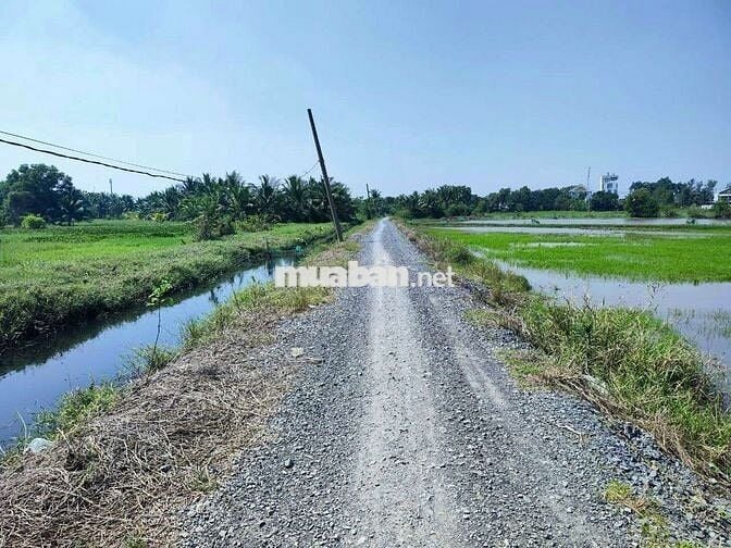 🆘🆘 7000m2 ĐẤT LÚA 3tr5/1m2 ĐƯỜNG XÓM HỐ