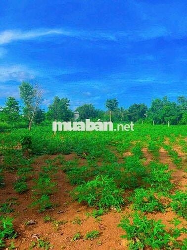 🌿 LÔ ĐẤT 2 MẶT TIỀN TRƯỚC SAU – GIÁ CỰC MỀM CHỈ 1 TỶ 299 🌿