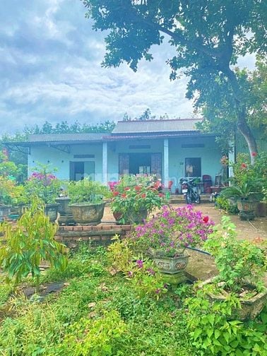Chú Tám cần bán đất vườn trái cây sẳn nhà cấp 4 ở Bình Dương, rộng 254