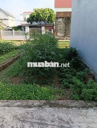 Bán Đất - Yên Ninh(Hiền Ninh) - 42M2 Full Thổ Cư - 1,6 Tỷ