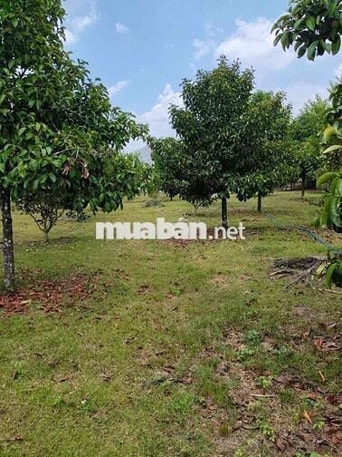 🌳 Chính chủ cần bán 1000m² vườn cây ăn trái ngay trung tâm phường Bình