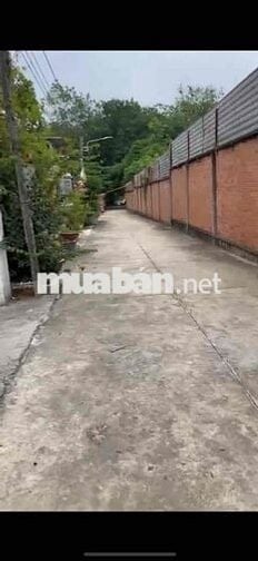 Cần Tiền bán gấp lô đất 250m2 full thổ cư