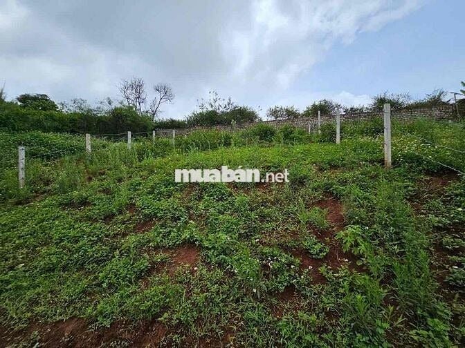 Chính Chủ Bán Măng Lin Phường 7 Đà Lạt View Đồi Thông, Thung Lủng  Đep