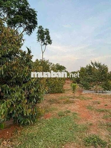 Chính Chủ Cần nhượng lại đất vườn 1500m2 /giá 200tr vườn sẵn gốc sầu