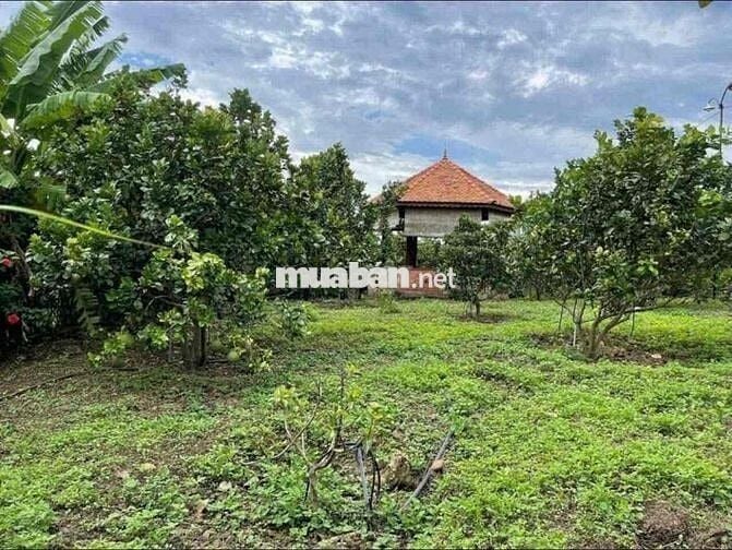 Chính Chủ cần bán Gấp đất vườn hơn 2000m2 giá 210triêu