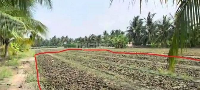 TÔI CHỦ. BÁN ĐẤT CHỢ GẠO, TIỀN GIANG. GIÁ RẺ 1200m2 660TR