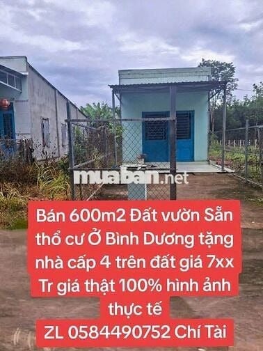 Cần Bán 600m2 Đất vườn sẵn thổ cư có sẵn nhà cấp 4 giá 715 TR