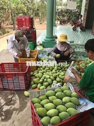 Gần 1 héc-ta vườn cây ăn trái, có sẵn nhà cấp 4