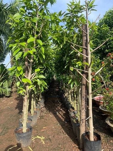 Cho thuê 6ha đất Q9 ươm trồng, tập kết cây/cây giống từ tỉnh đưa về SG