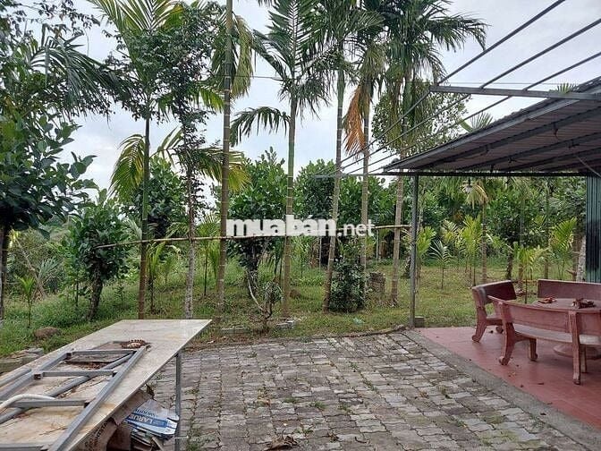 Bán đất vườn mặt tiewfn đường nhựa 5m. Ngay sau sân gol bà nà hill