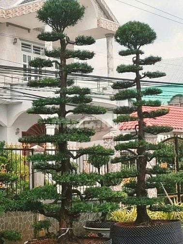 Ấp Mỹ Thạnh A,Xã Long Tiên,Huyện Cai Lậy, Tỉnh Tiền Giang 