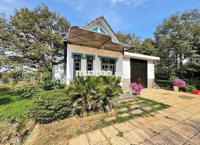 Nhà vườn sầu riêng giá ngộp, sổ sẵn sở hữu liền tay