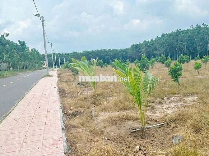 CẦN SANG MIẾNG ĐẤT MẶT TIỀN ĐƯỜNG NHỰA,GẦN CHỢ NGANG 5 DÀI 60 CHỈ 500T