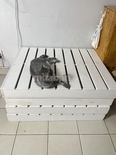 Giường pallet không dùng cần bán gấp