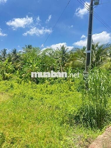 Đất thổ cư Ngãi Tứ  huyện Tam Bình, tỉnh Vĩnh Long