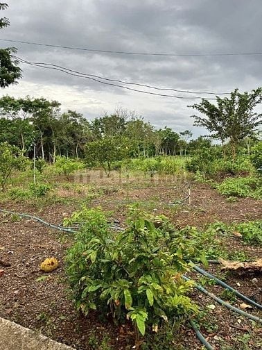 Hoa Hồng 2% Bán Đất Xuân Tây Cẩm Mỹ 2000m2 Giá Chỉ 890 Triệu