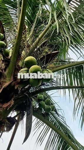 Cảnh cho thuê nhà vườn gần trường chợ đường xe tải vào thoáng mát