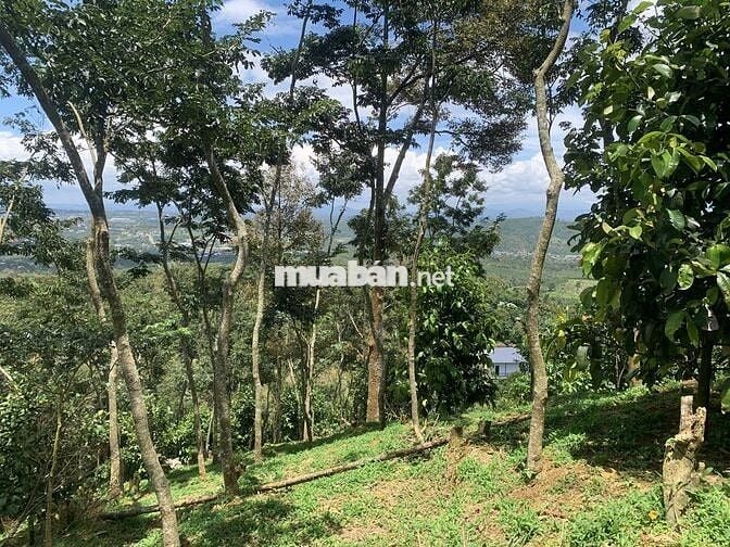 Bán đất vườn 7800m² view đẹp+ cây ăn trái, sưa đỏ- chỉ 8km TP Bảo Lộc