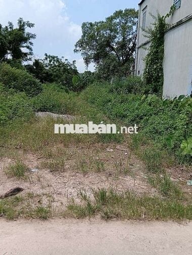 Bán Đất - Thái Lai(Minh Trí) - 120M2 Full Thổ Cư- 1,65 Tỷ -Đường Ô Tô