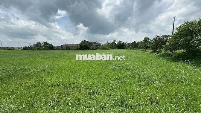 Đất lúa giá tốt Xã Tân Phú, Đức Hòa, 1,5 tỷ, 1680 m2