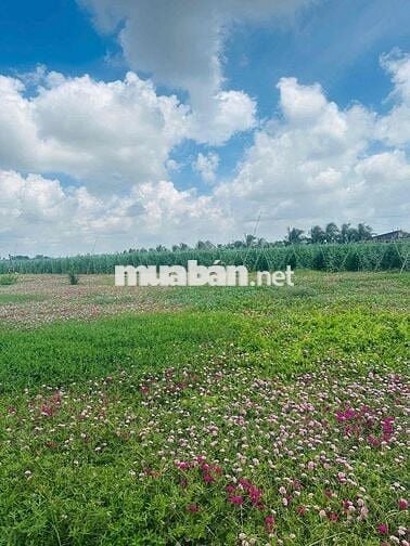 đất đẹp gần biển giá hời , Dc: Tân Điền , Gò Công dt:129m2 , Full Thổ