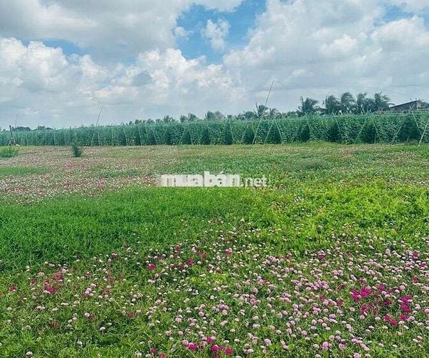 Đất đẹp đầu tư Ven biển Tân thành Gò Công Tiền Giang 117m2 chỉ 720tr
