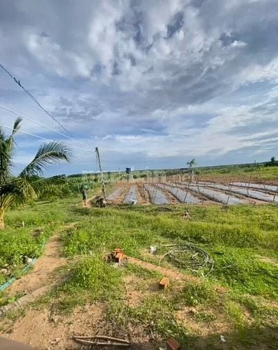2,4 Mẫu Giá Chỉ 3 Tỷ Tân Hải LaGi Sẵn Nhà Vườn Đường Ô Tô