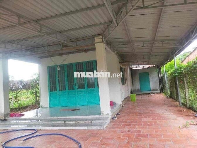 NHÀ NGỘP NGANG 10x31 THỔ 60 SHR 650TR CẨM GIANG
