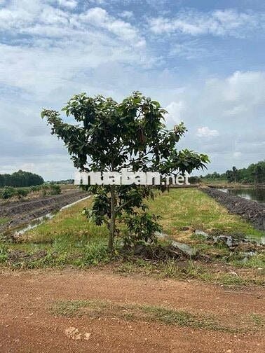 2000m2 MT Kênh 10 Lê Minh Xuân Gần Vành Đai 3