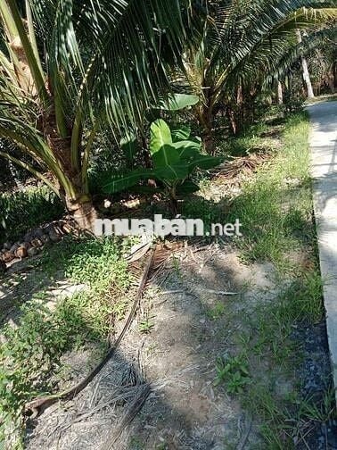 8 công vườn dừa Châu Hòa Giồng Trôm