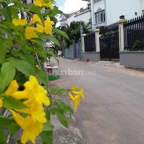Nhà cho thuê nguyên căn tại Bình Trưng Tây,Quận 2 hướng đông 175m2