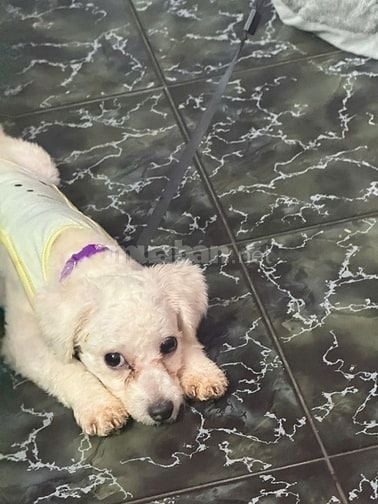 Bán chó poodle đực mới cạo lông máu