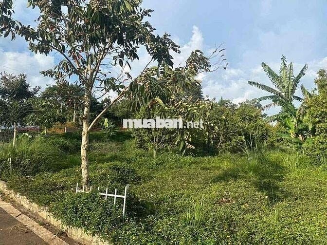 KẸT TIỀN TRẢ LÃI CHỦ NHỜ BÁN GẤP SIÊU PHẨM BẢO LỘC 2500m2, giá chỉ 300