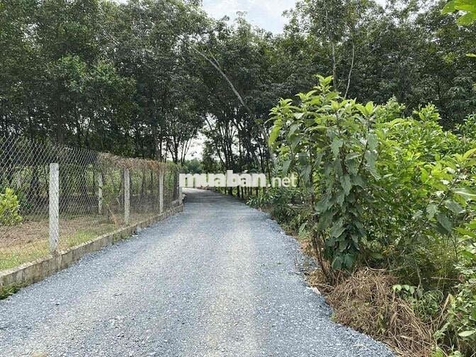 BÁN ĐẤT XÃ BÌNH LỢI , VĨNH CỬU ,ĐỒNG NAI