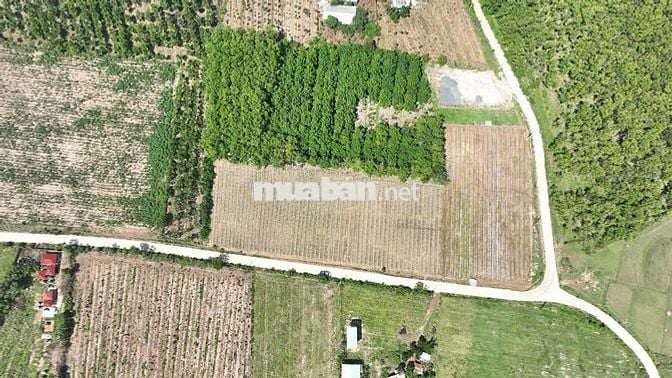 Đất Nền 224m² Bình Phước Thanh Toán 183 Triệu Nhận Tiền Thuê Ngay