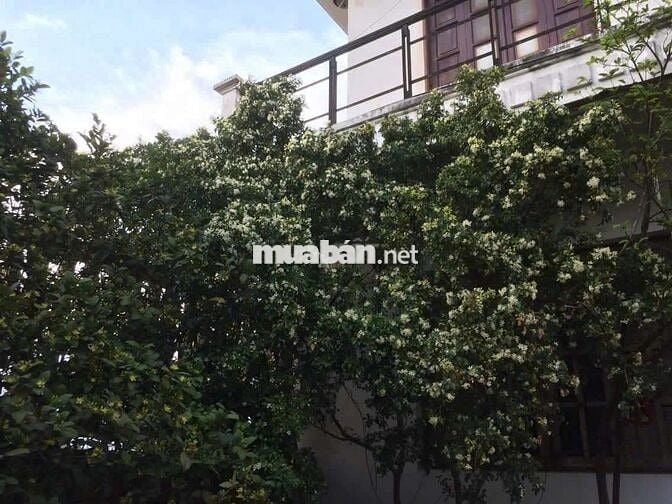 Cho thuê biệt thự hoàng hải hóc môn 700m2, 2 lầu , đường container