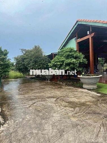 Cho thuê nhà vườn Bình Hoà Vĩnh Cửu