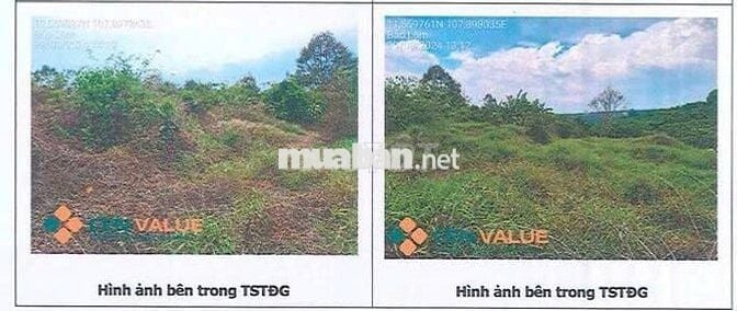 Bán ĐGTS đất tại TĐ số: 558, xã Bảo Lâm 2, tỉnh Lâm Đồng