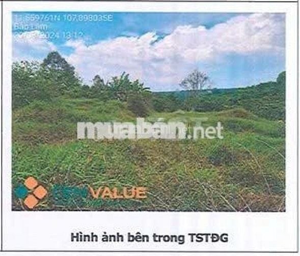 Bán ĐGTS đất tại TĐ số: 557, xã Bảo Lâm 2, tỉnh Lâm Đồng