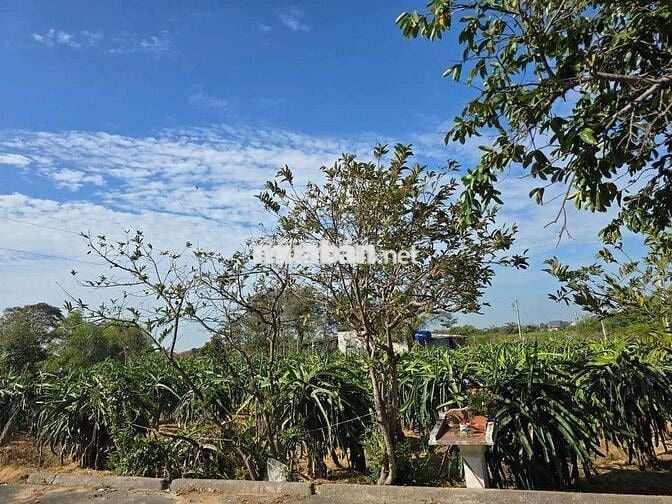 Bán vườn thanh long quy hoạch đẫt ở rẻ nhất bình thuận