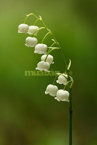 Phụ nữ trung niên, trình độ thạc sĩ nhận tư vấn tâm lý