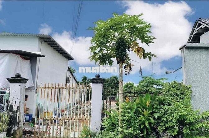BÁN GẤP LÔ ĐẤT 277m2 THỔ CƯ NGANG 7m ĐƯỜNG NG PHONG SẮ  , SHR, NỞ HÂU