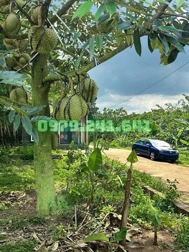 RẼ NHẤT ĐỒNG NAI VƯỜN VIEW SUỐI 1889m2 GIÁ 470 TRIỆU