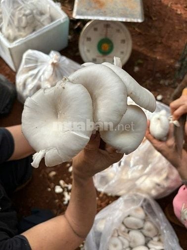Bán đất Xã Thuận Hạnh, Tỉnh Lâm Đồng ( Tỉnh Đăk Nông cũ)
