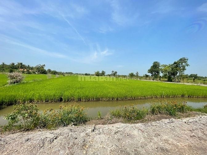 Bán đất 6000 m2 tại xã Hòa Khánh Nam, Long An cách TPHCM 40km