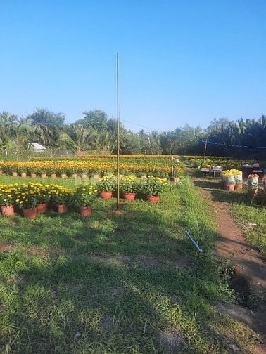 Đất sang phẳng cho thuê giá rẻ