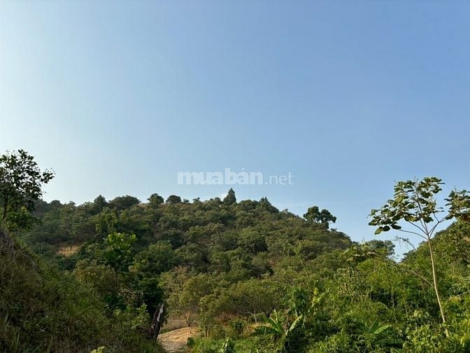 Bán đất Xã Tiên Hoàng, Huyện Cát Tiên, Tỉnh Lâm Đồng