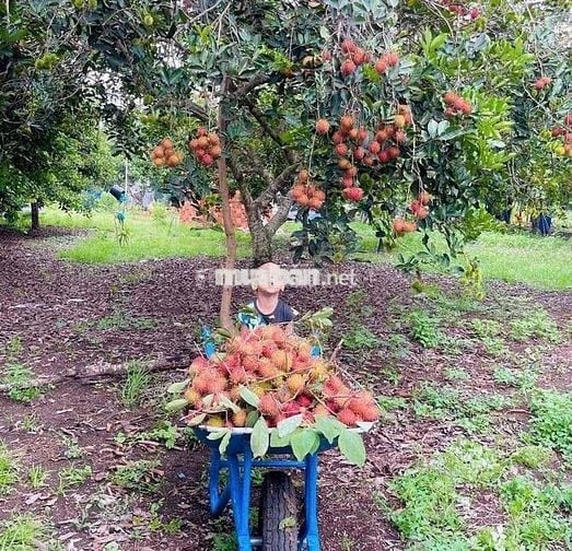 Cần bán miếng vườn chôm chôm sẵn thổ cư